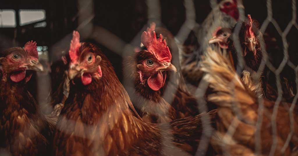 The climate argument against livestock doesn’t add up