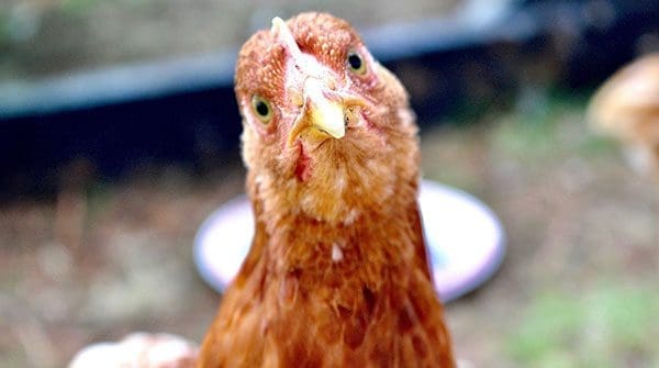 Chicken feathers offer solution to heavy metal contamination in water
