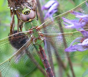 Green-Darner - Camrose Voice Green Darner