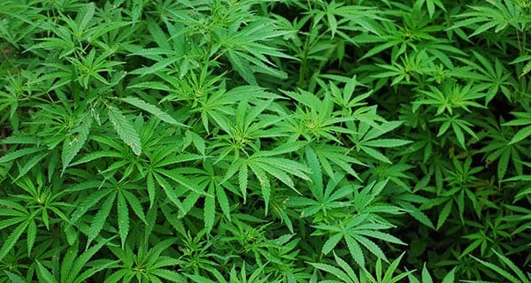 ATB Financial lends Westleaf Cannabis funds for SK facility
