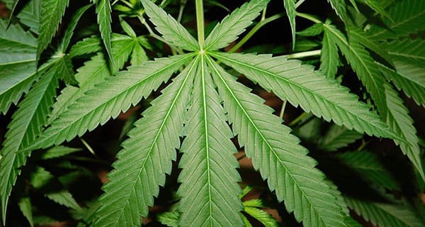 Westleaf to supply $4M of cannabis derivative products to Delta 9