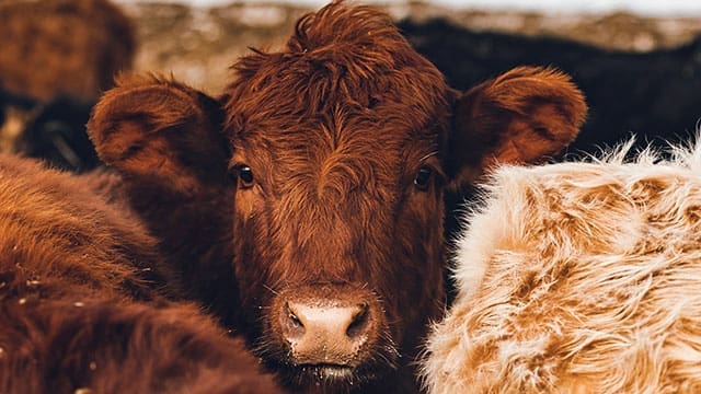 Cow-agriculure - Kindersley Clarion Methane emissions tax in Denmark